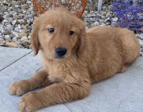 nao�kovan� �t��ata zlat�ho retr�vra na prodej.