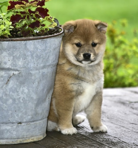 �t��ata SHIBA INU bez PP