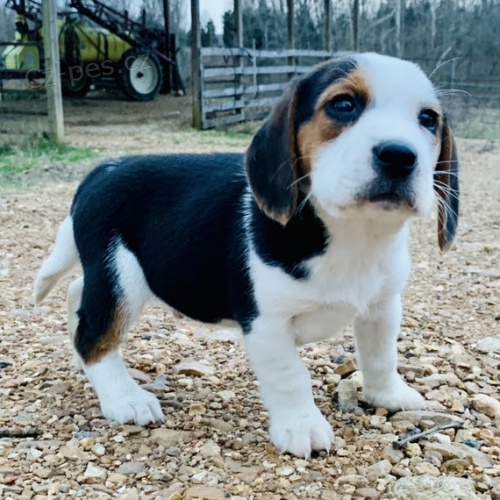 tata beagle.