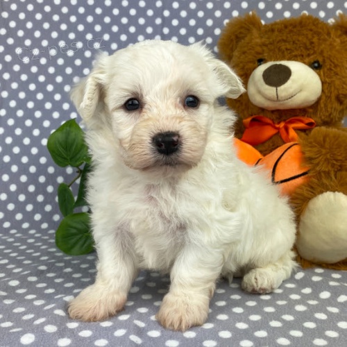 od�erven� a o�kovan� bi�onky �t��ata.