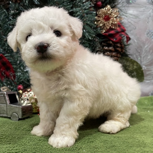 od�erven� a o�kovan� bi�onky �t��ata