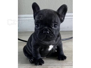 roztomil� francouzsk� buldo�ek �t��ata k adopci