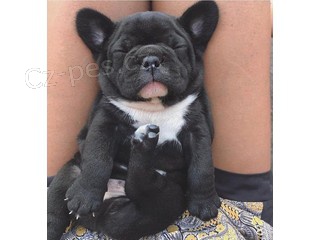 roztomil� francouzsk� buldo�ek �t��ata k adopci