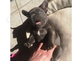 objemn� �t��ata francouzsk�ho buldo�ka k adopci