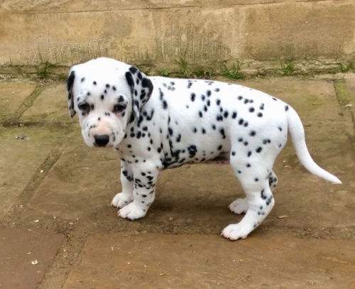 na prodej o�kovan� a od�erven� dalmatsk� �t��ata