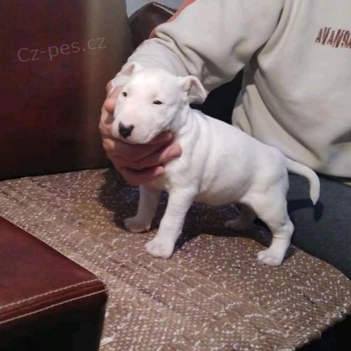 na prodej od�erven� a o�kovan� �t��ata bez PP anglick�ho bulteri�ra.