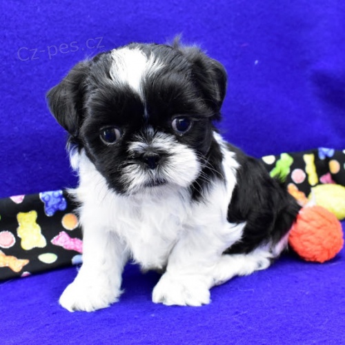 na prodej o�kovan� a od�erven� �t��ata SHIH TZU
