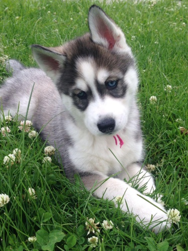 sibi�sk� husky. .