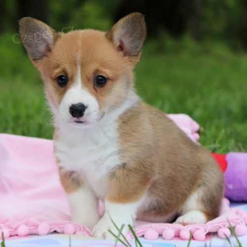 na prodej okovan a oderven tata Pembroke Welsh Corgi.