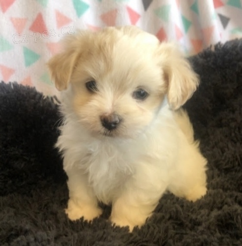 O�kovan� a od�erven� havansk� �t��ata