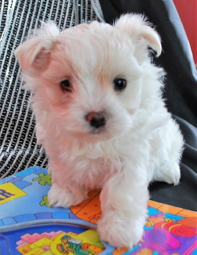 na prodej o�kovan� a od�erven� miniaturn� maltsk� �t��ata.