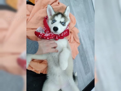 �t���tka husky na prodej