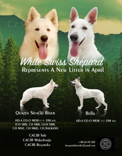 �t��ata b�l�ho �v�carsk�ho ov��ka