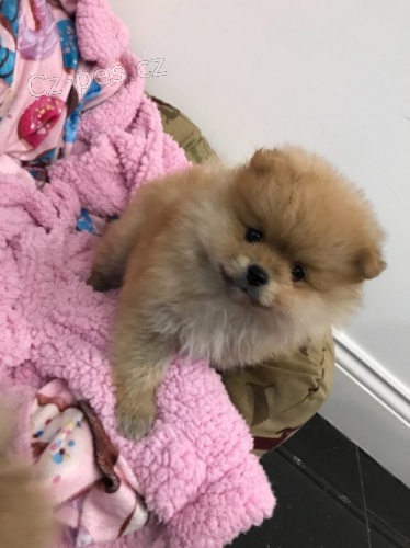 Pomeranian �t��ata na prodej