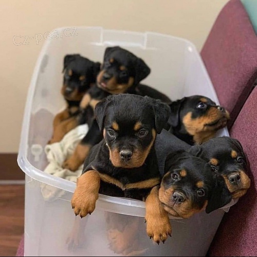 roztomil� �t��ata rotvajler� ..