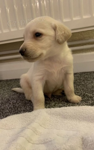  �t��at labradora