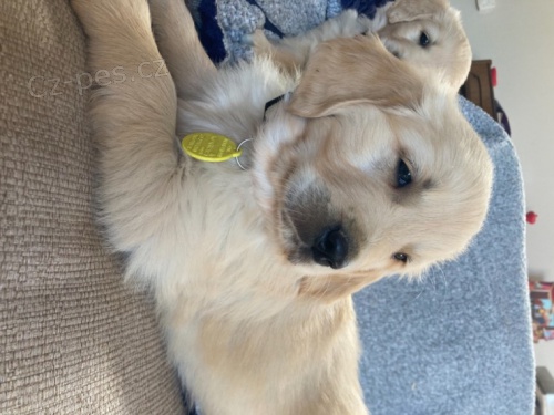  �t��ata zlat�ho retr�vra