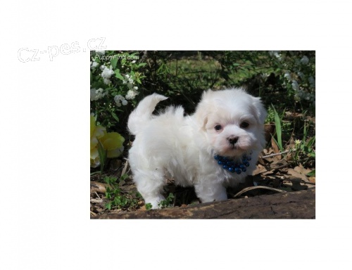 Kvalitn� registrovan� maltsk� �t��ata