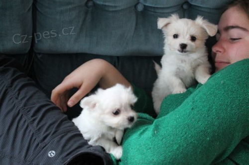 Dv� p��telsk� maltsk� �t��ata