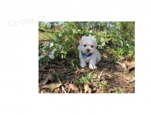 V�jime�n� maltsk� �t��ata AKC