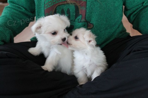 Absolutn� p��telsk� maltsk� �t��ata