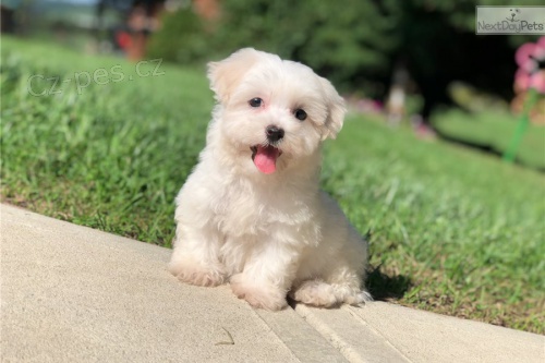 AKC maltsk� �t��ata k dispozici