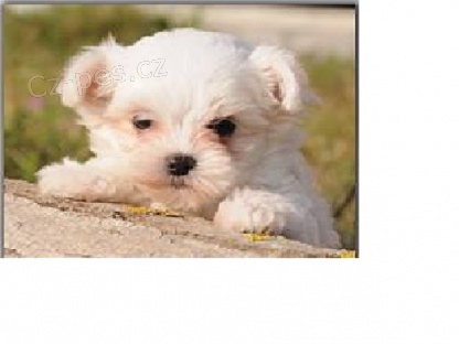 Kr�sn� 12 t�dn� star� maltsk� �t��ata