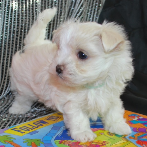 VAKCINOVAN� miniaturn� maltsk� �t���tka na prodej.