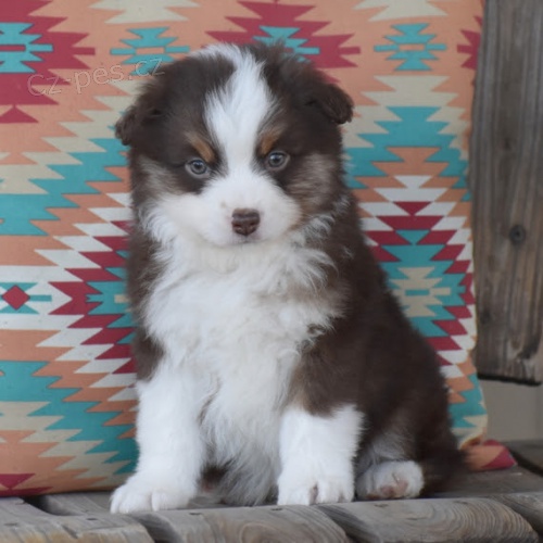 �t��ata australsk�ho ov��ka na prodej (v�echna �t��ata jsou od�ervena, o�kov�na.