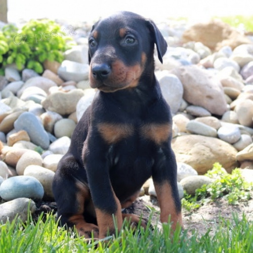 �t��ata dobermana na prodej.