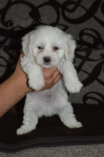 Ohromuj�c� malt�tina