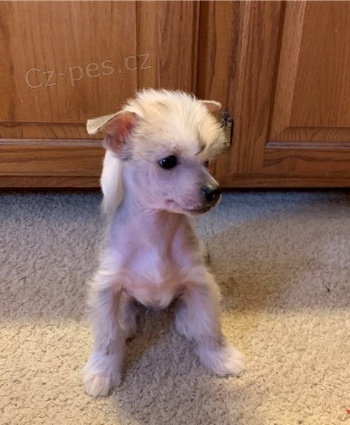 ��nsk� chocholat� �t��ata jsou p�ipravena na adopci a nov� rodiny.