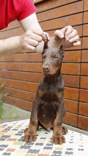 Doberman