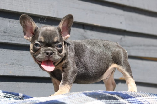 Francouzsk� buldocek �tenata