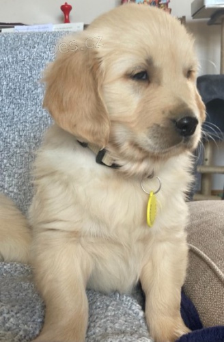 Zlat� retriever