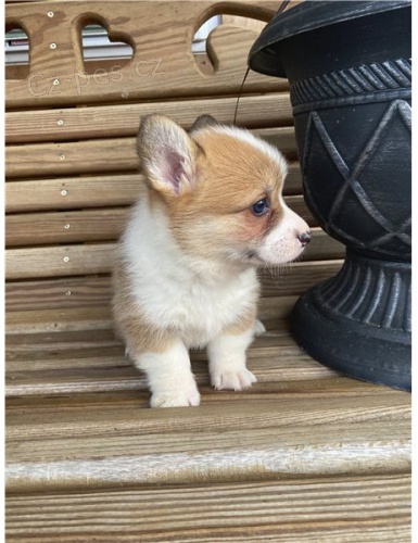 Pembroke Welsh Corgi, tata