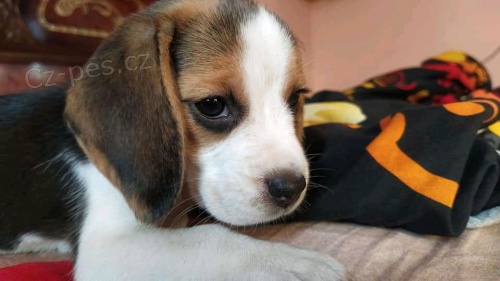 vynikaj�c� �t��ata Beagle ..