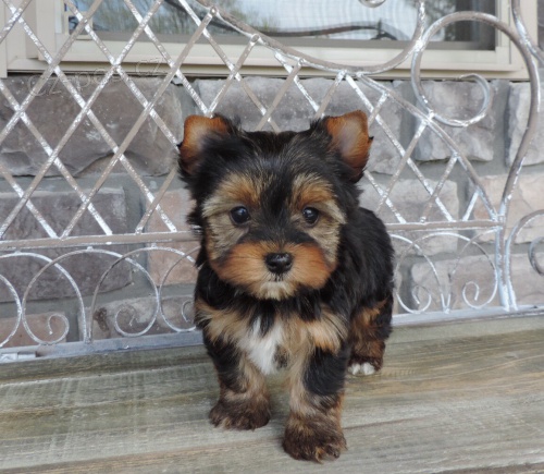 roztomil� york��rsk� hra�ka ..