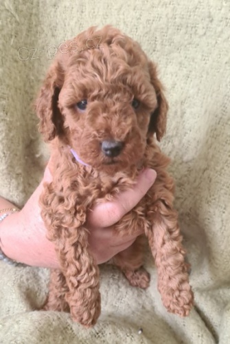 Pudl �erven� �t��ata