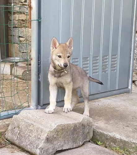 �eskoslovensk� vl��k