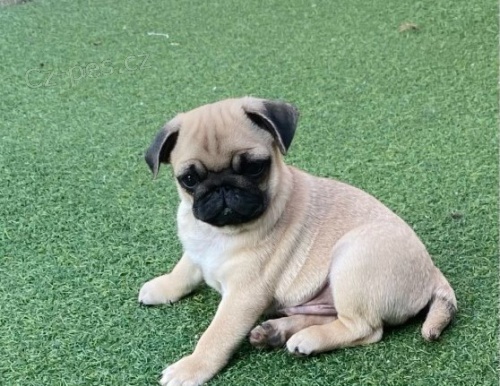 Kvalitn� �t��ata Mops