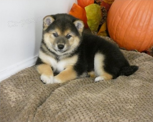 tata shiba inu