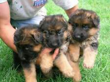 �t��ata n�meck�ho ov��ka