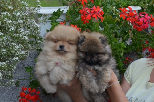 Pomeranian �t��ata