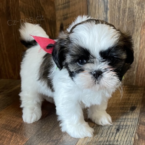 SHIH TZU na prodej