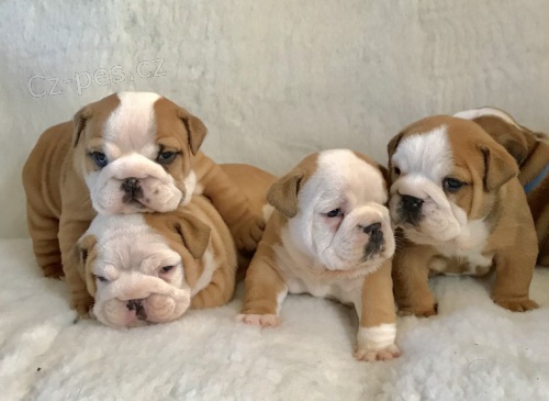 Anglick� buldok �t��ata s pap�ry.