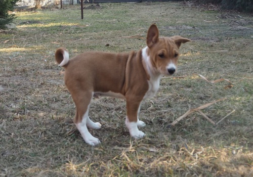 2 Basenji loveck� �t��ata muzy a zeni