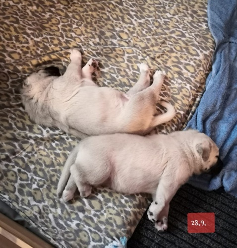 �t��ata kangal hledaj�c� nov� domovy