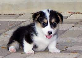 Welsh Pembroke corgi tri barevn� t. Byli vychov�ni v na�em dom� spolu se svou matkou a t�tou. s certifik�tem 5 generace, od�erven� o�kov�n�