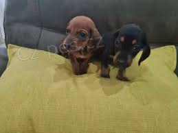 �t��ata jezev��ka k adopci tr�nov�na